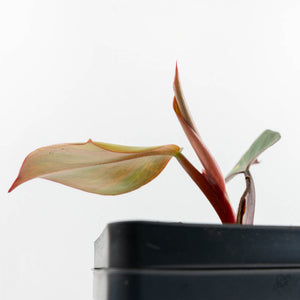 Philodendron Erubescens 'Skittles' ('White Knight Quadricolor') (wk17-UI)