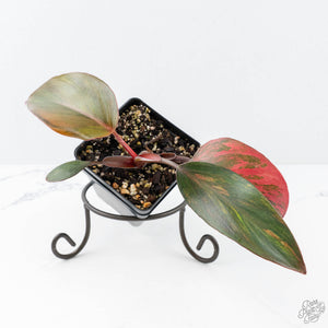 philodendron red knight Philodendron Erubescens 'Skittles' ('White Knight Quadricolor') (wk20- – Rare Plant Fairy