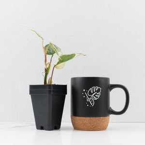 Philodendron Sodiroi Albo Variegated (wk34-L83)