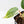 Philodendron Sodiroi Albo Variegated (wk34-L83)