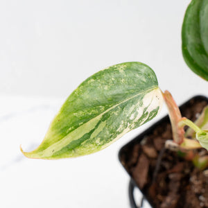 Philodendron Sodiroi Albo Variegated (wk34-L83)