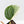 Philodendron Sodiroi Albo Variegated (wk34-L83)