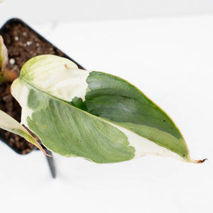 Philodendron Sodiroi Albo Variegated (wk34-L83)