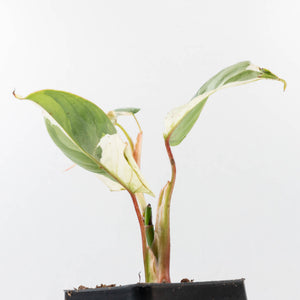 Philodendron Sodiroi Albo Variegated (wk34-L83)