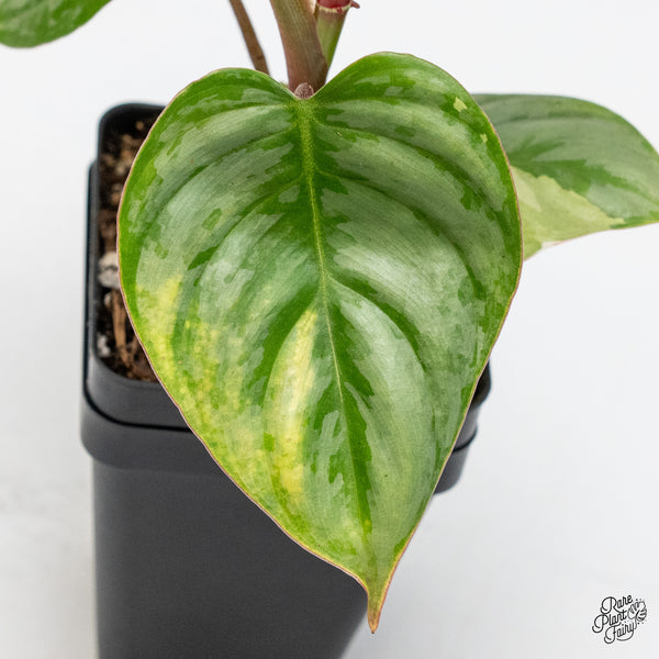 Philodendron Sodiroi Albo Variegated (wk49-UK)