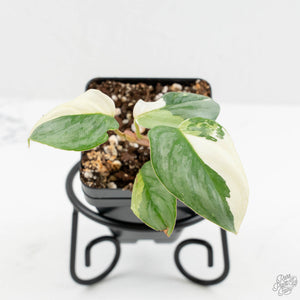 Philodendron Sodiroi Albo Variegated (wk16-E)
