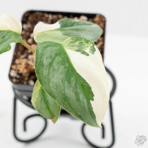 Philodendron Sodiroi Albo Variegated (wk16-E)