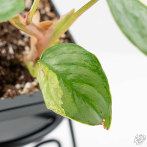 Philodendron Sodiroi Albo Variegated (wk16-E)