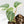 Philodendron Sodiroi Albo Variegated (wk16-E)