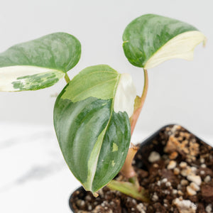 Philodendron Sodiroi Albo Variegated (wk16-E)
