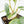 Philodendron Sodiroi Variegated (wk19-E)