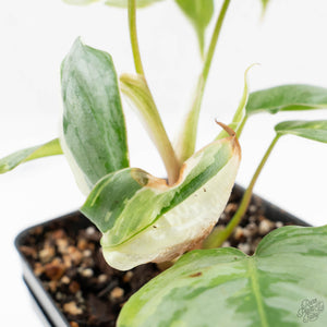 Philodendron Sodiroi Variegated (wk19-E)