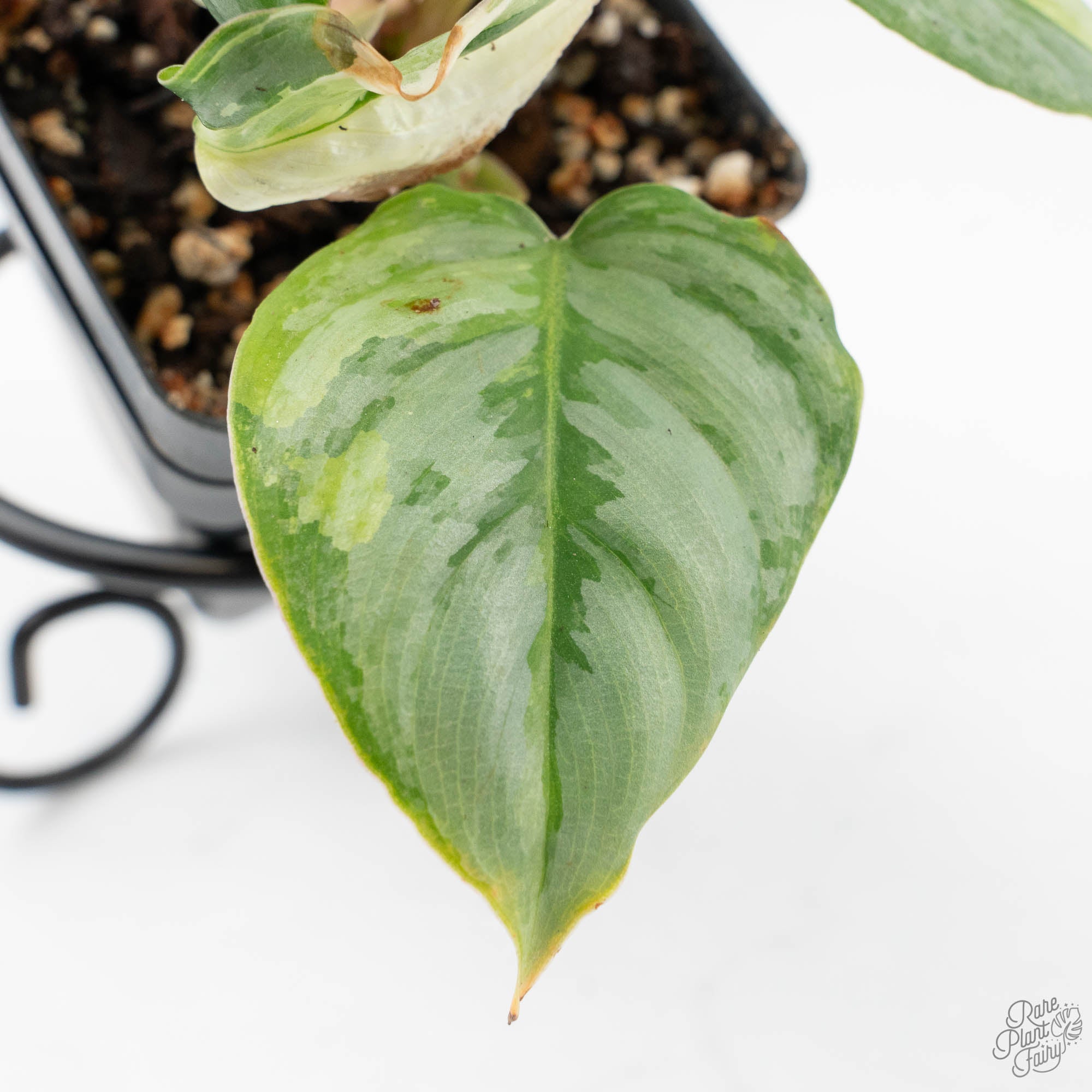 e leaf philodendron Philodendron Sodiroi Variegated (wk19-E)