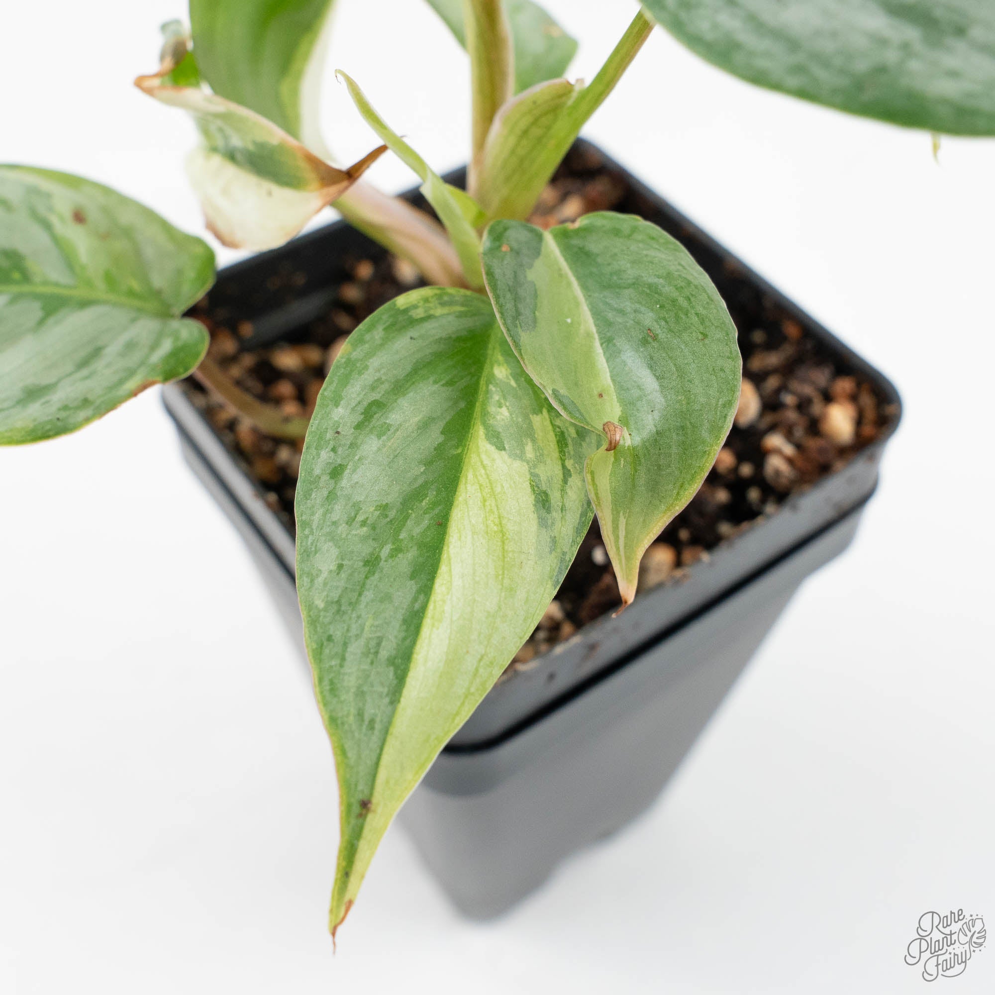 philodendron sodiroi mature Philodendron Sodiroi Variegated (wk19-E)