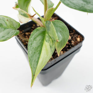 Philodendron Sodiroi Variegated (wk19-E)