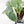 Philodendron Sodiroi Variegated (wk19-E)