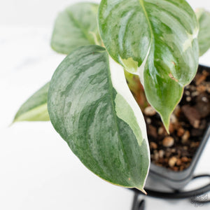 Philodendron Sodiroi Variegated (wk19-E)