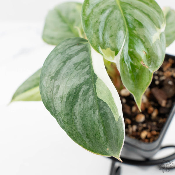 philodendron sodiroi mature Philodendron Sodiroi Variegated (wk19-E)