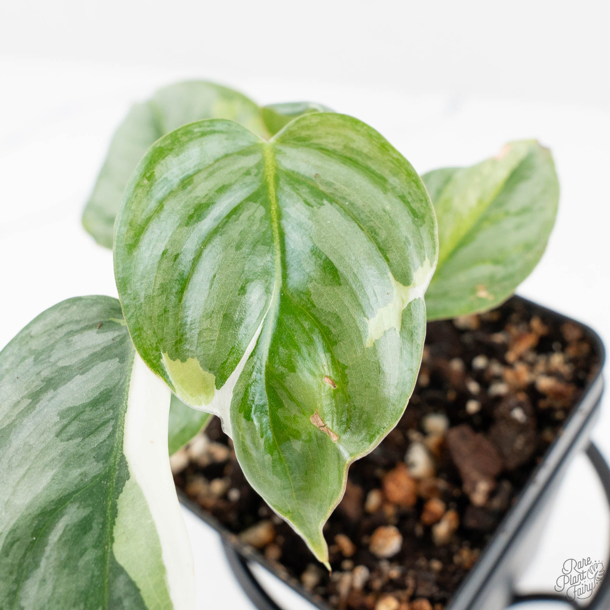philodendron sodiroi Philodendron Sodiroi Variegated (wk19-E)