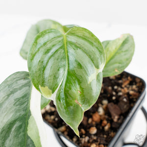 Philodendron Sodiroi Variegated (wk19-E)