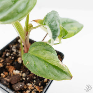 Philodendron Sodiroi Variegated (wk19-E)