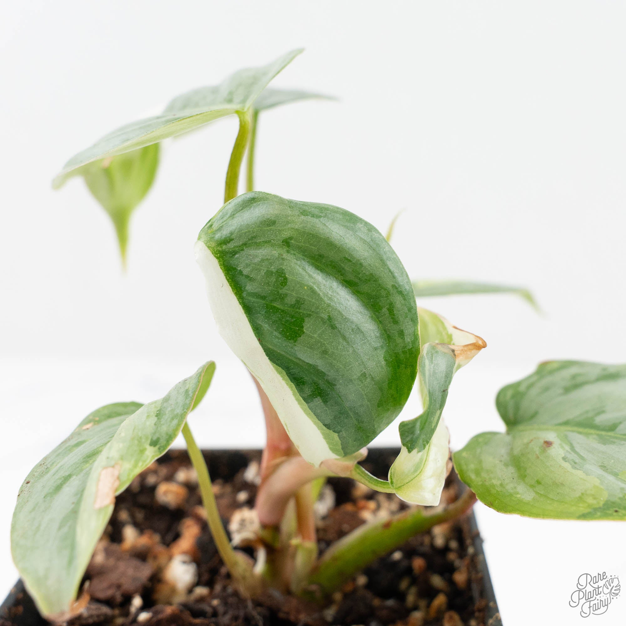 philodendron sodoroi Philodendron Sodiroi Variegated (wk19-E)