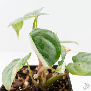 Philodendron Sodiroi Variegated (wk19-E)