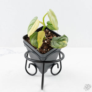 philodendron sodiroi for sale Philodendron Sodiroi Variegated (wk24-C) – Rare Plant Fairy