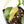 Philodendron Sodiroi Variegated (wk24-C)
