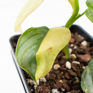Philodendron Sodiroi Variegated (wk24-C)