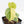 Philodendron Sodiroi Variegated (wk24-C)