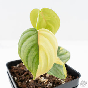 philodendron sodiroi variegated Philodendron Sodiroi Variegated (wk24-C) – Rare Plant Fairy