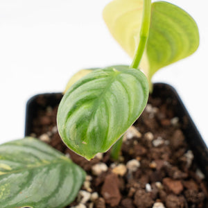 Philodendron Sodiroi Variegated (wk24-C)