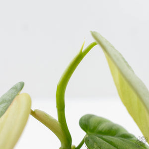 Philodendron Sodiroi Variegated (wk24-C)