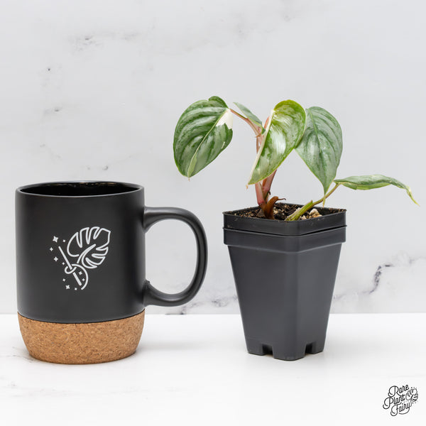 Philodendron Sodiroi Albo Variegated (wk47-UO)