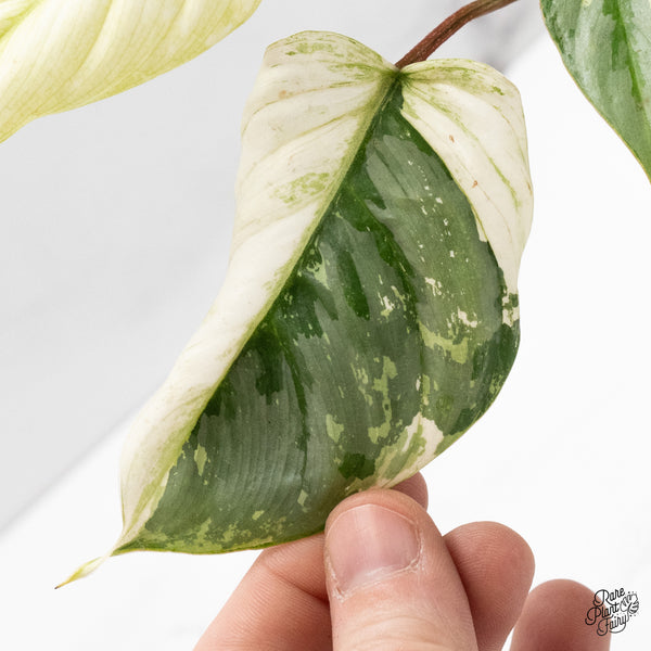 Philodendron Sodiroi Albo Variegated (wk48-UQ)