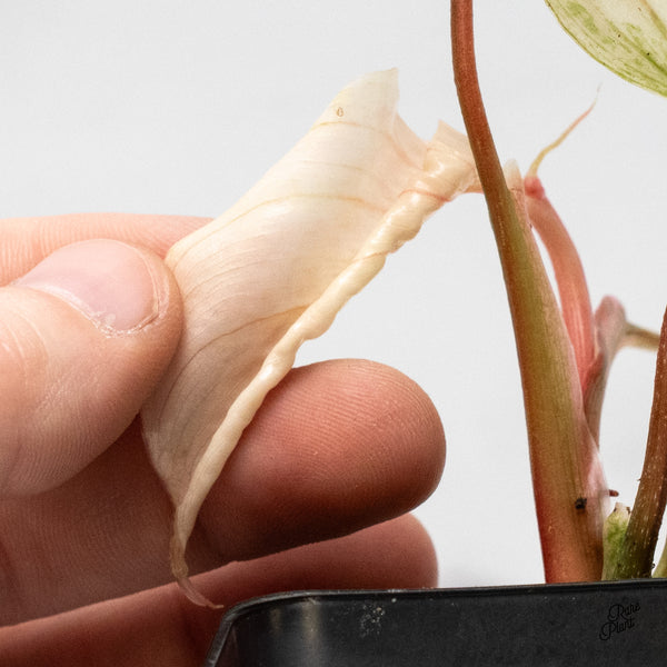 Philodendron Sodiroi Albo Variegated (wk48-UQ)