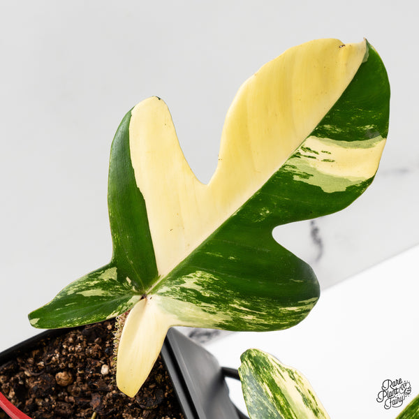 Philodendron Squamiferum Variegated (wk52-UE)