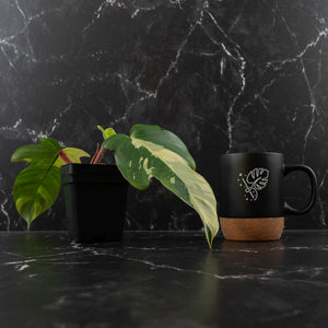 Philodendron Squamiferum Albo Variegated (wk41-U166)
