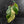 Philodendron Squamiferum Albo Variegated (wk41-U166)