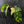 Philodendron Squamiferum Albo Variegated (wk41-U166)