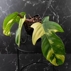Philodendron Squamiferum Albo Variegated (wk41-U166)