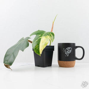 variegated philodendron squamiferum Philodendron Squamiferum Variegated (wk20-UE) – Rare Plant Fairy