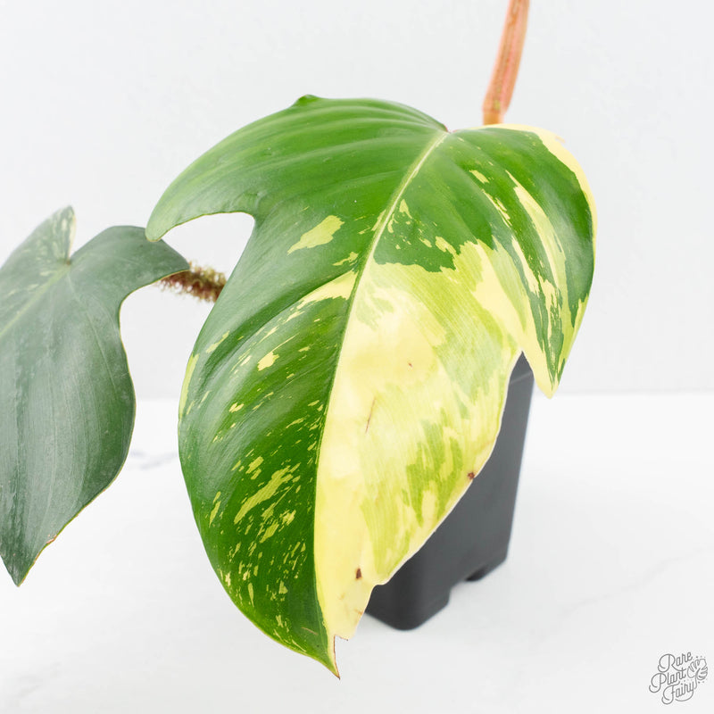 Philodendron Squamiferum Variegated (wk20-UE)