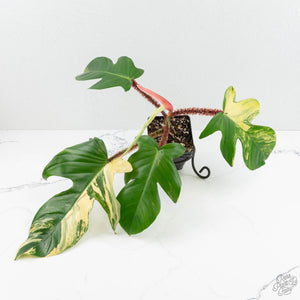 Philodendron Squamiferum Variegated (wk17-UG)