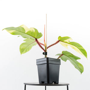 Philodendron Squamiferum Albo Variegated (wk31-UF)