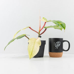 Philodendron Squamiferum Albo Variegated (wk31-UF)