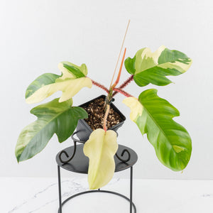 Philodendron Squamiferum Albo Variegated (wk31-UF)