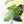 Philodendron Squamiferum Albo Variegated (wk31-UF)