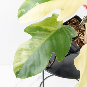 Philodendron Squamiferum Albo Variegated (wk31-UF)